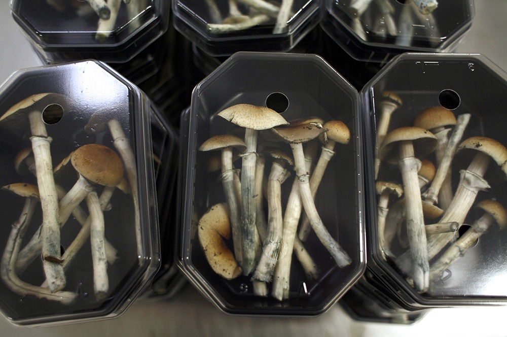 They broke my mental shackles': could magic mushrooms be the answer to  depression?, Drugs